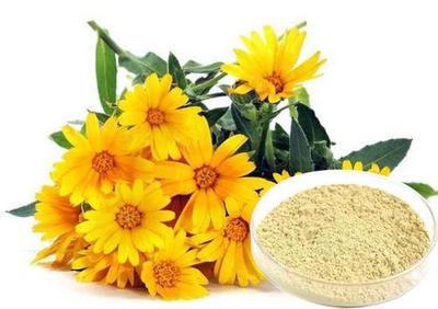 花中隐士-菊花提取物 中药提取的独特价值与应用