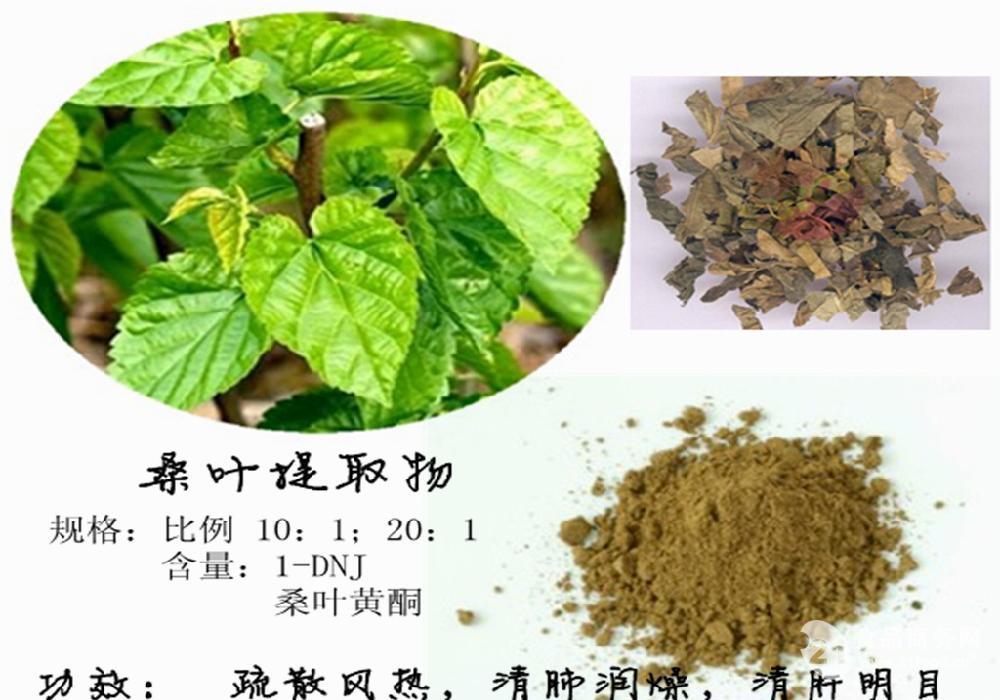 西安正东科技 高品质桑叶提取物（1%DNJ），优质优价植物提取物首选