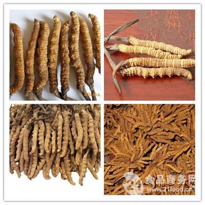 冬虫夏草与蛹虫草提取物 宁夏植物提取物领域的中药瑰宝